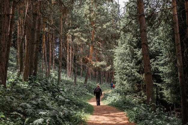 Menschen, die auf dem Weg durch einen wunderschönen Kiefernwald spazieren