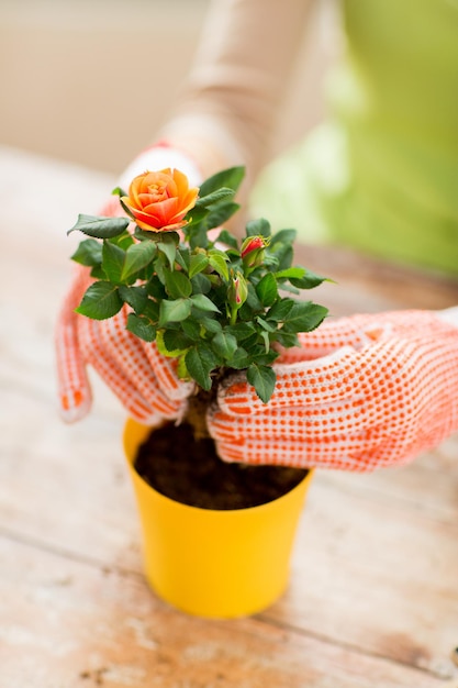 menschen, gartenarbeit, blumenpflanzung und berufskonzept - nahaufnahme von frauen- oder gärtnerhänden, die zu hause rosen in blumentopf pflanzen