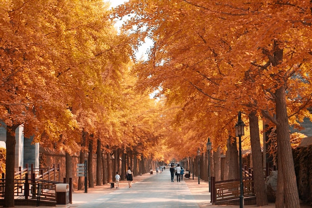 Menschen gehen auf einem Fußweg inmitten von Herbstbäumen im Park
