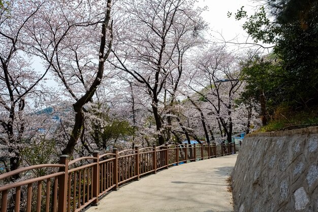 Menschen gehen beim Jinhae Gunhangje Festival in Busan, Korea.