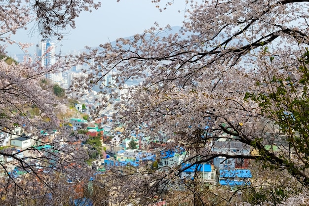 Menschen gehen beim Jinhae Gunhangje Festival in Busan, Korea.