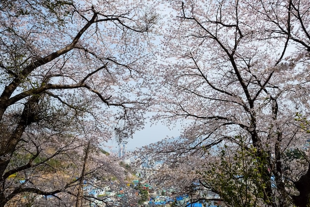 Menschen gehen beim Jinhae Gunhangje Festival in Busan, Korea.