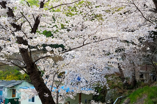 Menschen gehen beim Jinhae Gunhangje Festival in Busan, Korea.