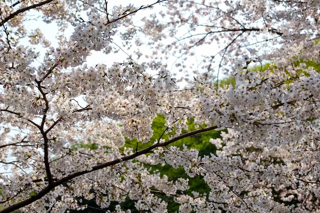 Menschen gehen beim Jinhae Gunhangje Festival in Busan, Korea.