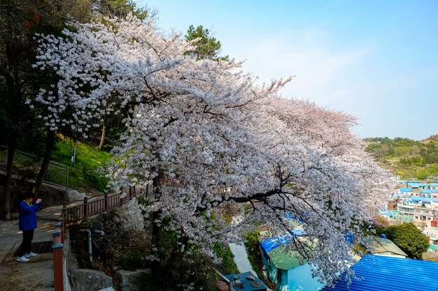 Menschen gehen beim Jinhae Gunhangje Festival in Busan, Korea.