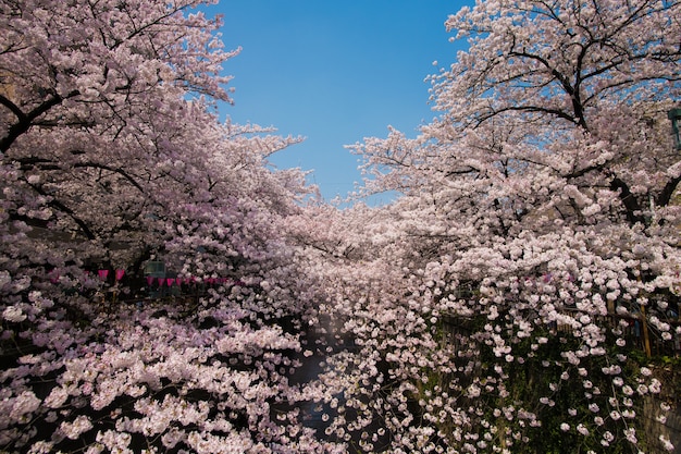 Menschen gehen und genießen Sakura Kirschblüten am Nakameguro Kanal