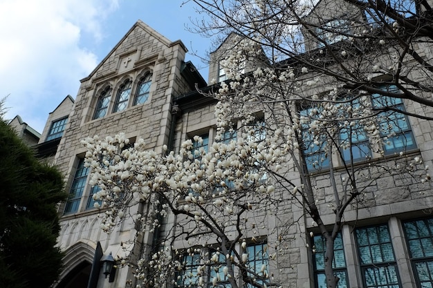 Menschen laufen an der Ewha Womans University am 23. MÄRZ 2019 in SeoulKoreaEwha Womans University ist derzeit das weltweit größte Bildungsinstitut für Frauen