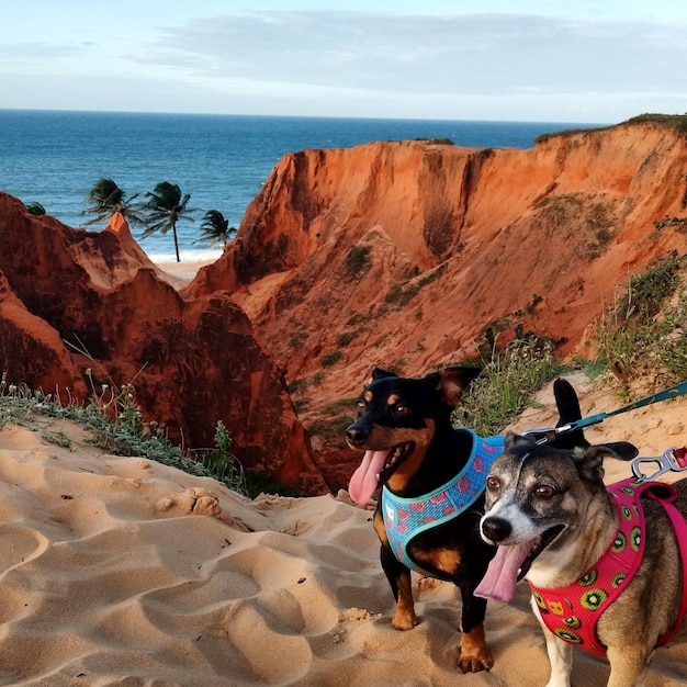 Foto menschen mit hund am strand gegen den himmel