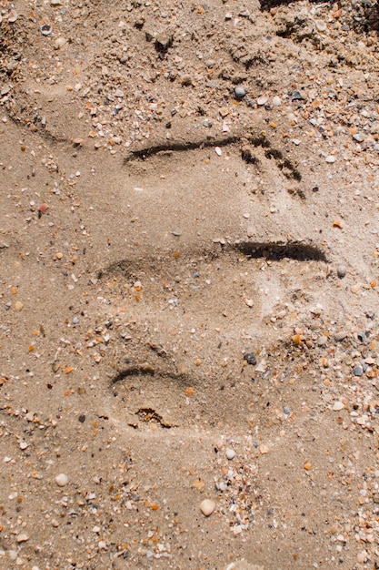 Menschenfüße im Sand am Strand