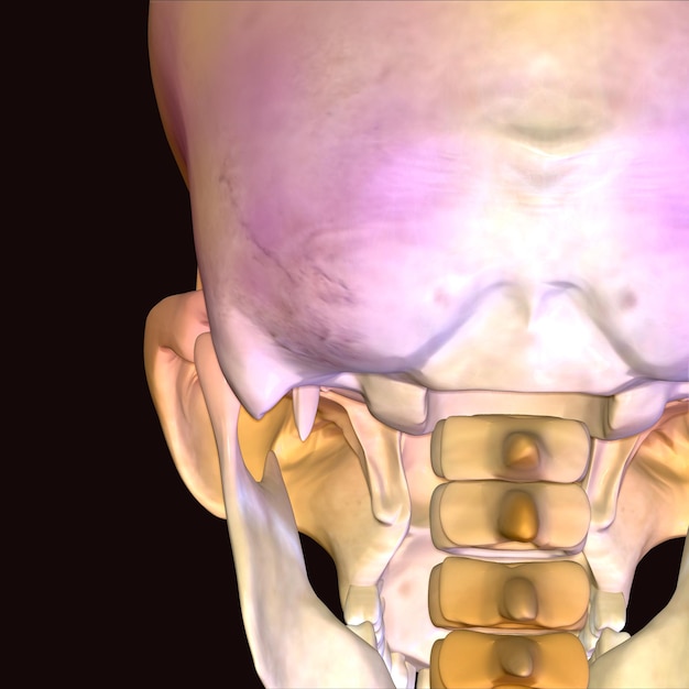 menschliche Anatomie 3D-Illustration