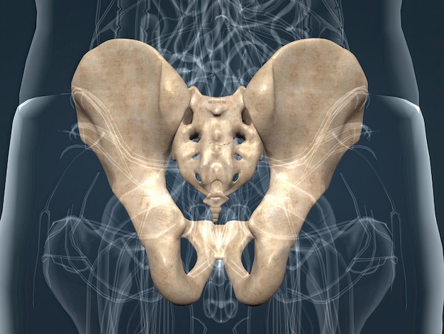 Menschliche Anatomie des Beckengürtels