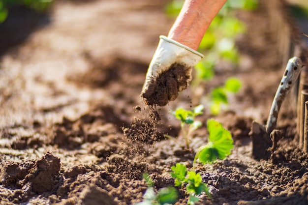 Menschliche Hände bereiten den Boden für den Anbau von Pflanzen im Garten vor Bebautes Land aus nächster Nähe Gartenkonzept Landwirtschaftliche Pflanzen, die in der Bettreihe wachsen