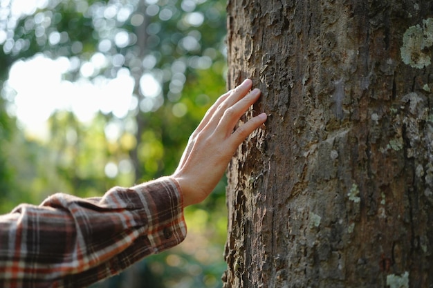 Foto menschliche hände berühren den baum, umarmen den baum oder schützen die umwelt co2 net zero-konzept umweltverschmutzung klima