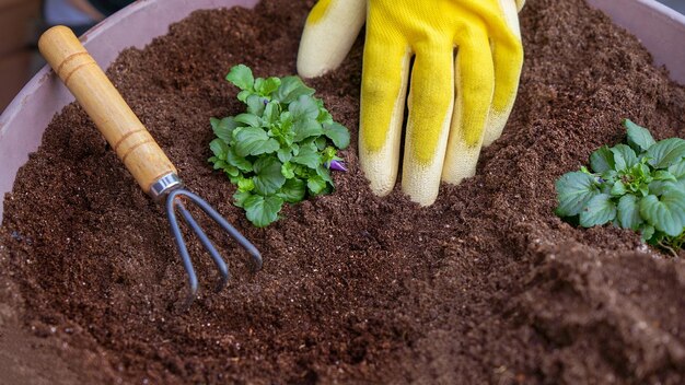 Menschliche Hände in gelben Handschuhen kümmern sich darum, Setzlinge mit einem kleinen Gartenrechen in den Boden zu pflanzen