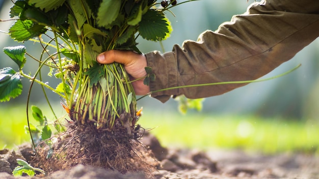 Menschliche Hände pflanzen einen Erdbeersämling im Garten Ackerland aus nächster Nähe Gartenkonzept Landwirtschaftliche Pflanzen, die in der Bettreihe wachsen