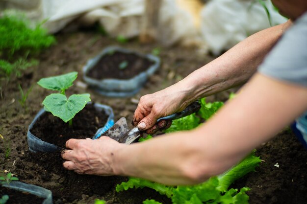 Menschliche Hände pflanzen einen landwirtschaftlichen Sämling im Garten Ackerland aus nächster Nähe Gartenkonzept Landwirtschaftliche Pflanzen, die in der Bettreihe wachsen