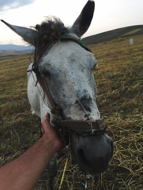 Foto menschliche hand auf dem feld