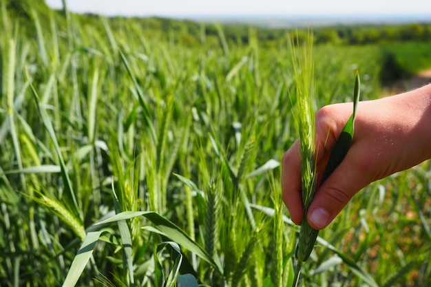 Menschliche Hand auf dem Hintergrund eines Weizenfeldes Hand eines Jungen, der junge Getreidepflanzen berührt Pflanzen vor Schädlingen schützen und Erträge steigern Landwirtschaft und das Problem des Hungers Menschen in der Agronomie