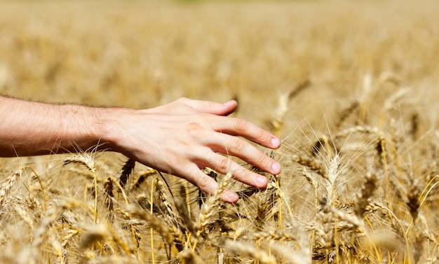 Menschliche Hand auf Weizenfeld