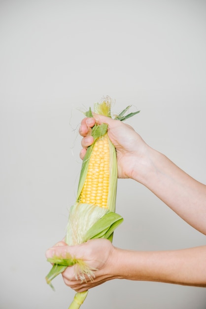 Foto menschliche hand, die maiskolben hält