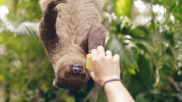 Menschliche Hand füttert Faultiere mit Mais im Zoo im Nationalpark in Thailand