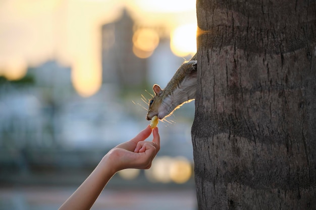 Menschliche Hand füttert schöne wilde graue Eichhörnchen im Sommerstadtpark