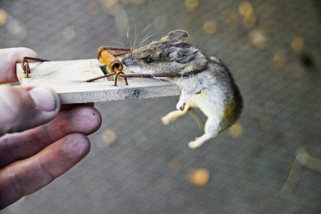 Menschliche Hand hält eine tote Maus in der Falle