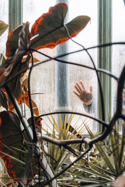 Foto menschliche hand mit pflanzen im gewächshaus