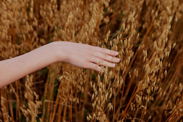 Menschliche Hand Weizenfelder Landwirtschaft Erntebauernhof