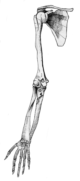Foto menschliche handknochen anatomietintenzeichnung auf weiß