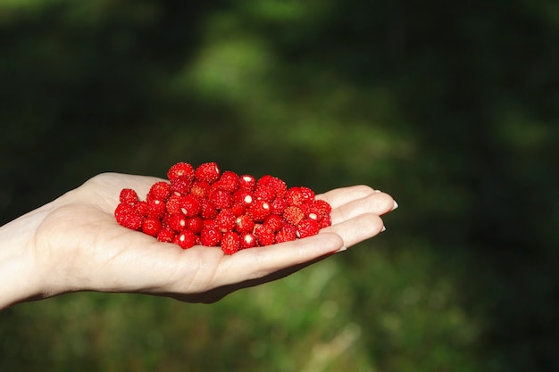 Menschliche Handpalme mit einer Handvoll frischen wilden reifen Erdbeeren.