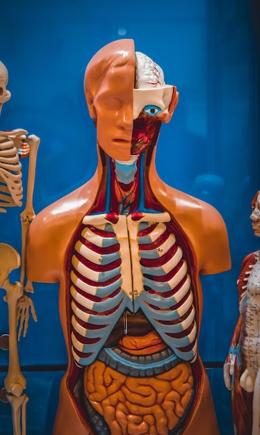 Foto menschliche innere organe trainingspuppe einzelheiten des gesichts der puppe
