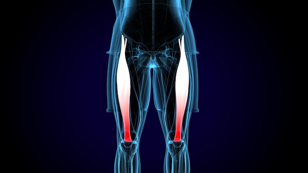 menschliche Muskel deltoidtrapeziusgracilis und Rectus abdominis System Anatomie 3D-Illustration