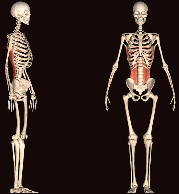 menschliche Muskelanatomie 3D-Illustration