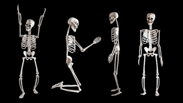 Menschliche Skelette auf schwarzem Hintergrund