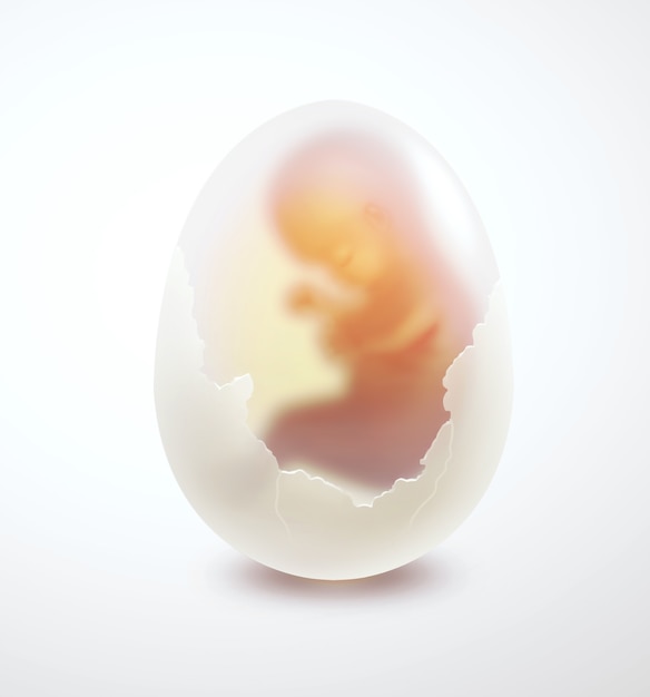 Menschlicher Embryo in einem Ei auf hellem Hintergrund