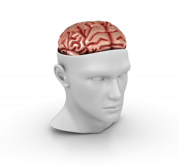 Menschlicher Kopf der 3D-Karikatur mit Gehirn