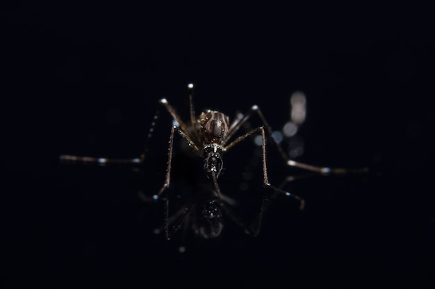 menschlicher Parasiten Insekt Aegypti Malaria-Fieber