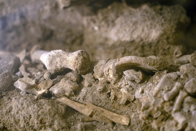 Foto menschlicher schädel und knochen in einer krypta