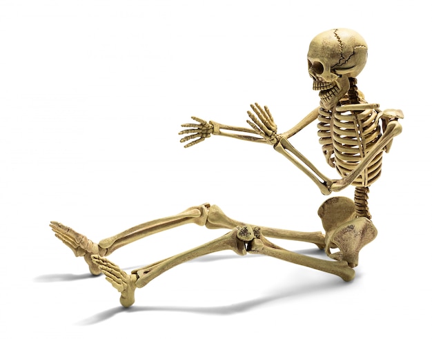 Foto menschliches skelett isoliert