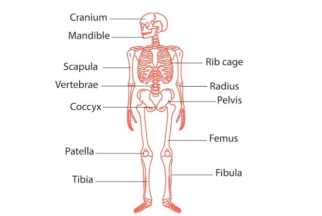 Foto menschliches skelett knie-femur und karpals anatomie-system 3d-illustration