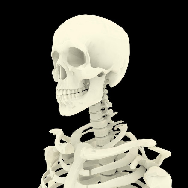 menschliches Skelett mit weißen Knochen