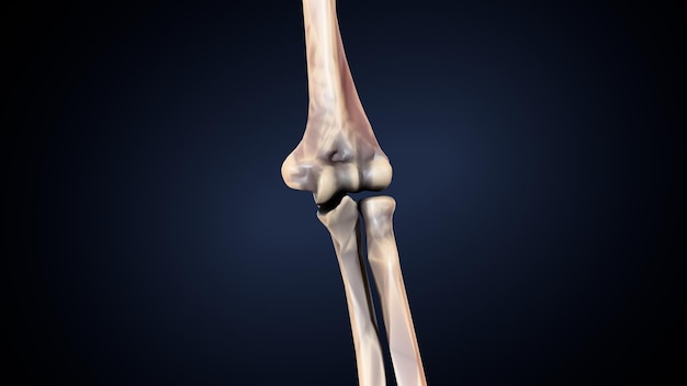 Menschliches Skelett Spineribskneefemur und Karpals Anatomie System 3D-Illustration