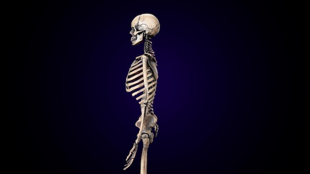 Foto menschliches skelett spineribskneefemur und karpals anatomie system 3d-illustration