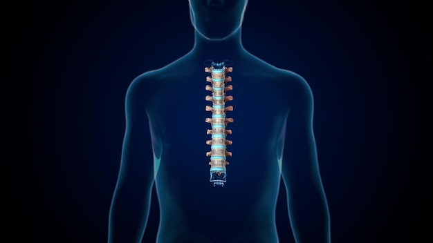 Foto menschliches skelett spineribskneefemur und karpals anatomie system 3d-illustration