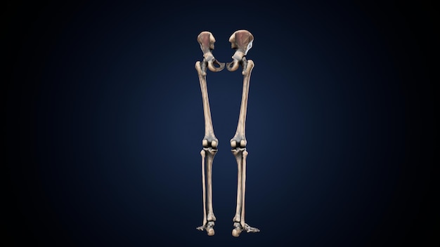 Menschliches Skelett Spineribskneefemur und Karpals Anatomie System 3D-Illustration