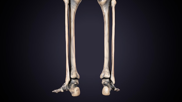 Menschliches Skelett Spineribskneefemur und Karpals Anatomie System 3D-Illustration