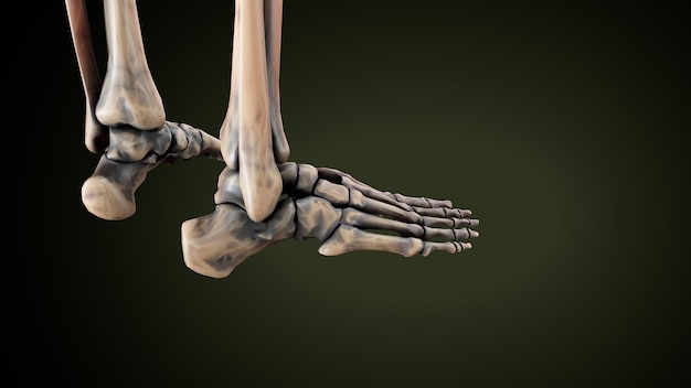 Foto menschliches skelett spineribskneefemur und karpals anatomie system 3d-illustration