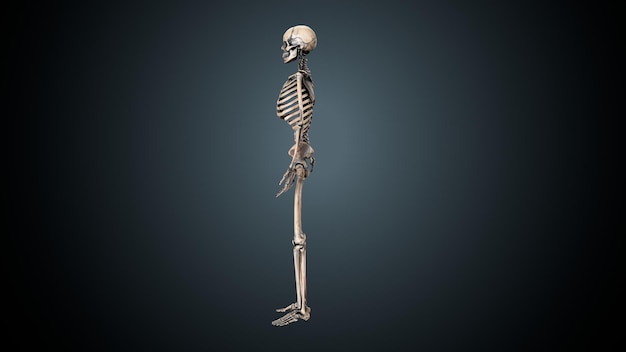 Menschliches Skelett Spineribskneefemur und Karpals Anatomie System 3D-Illustration