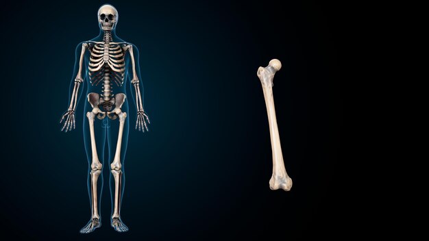 Menschliches Skelett Spineribskneefemur und Karpals Anatomie System 3D-Illustration
